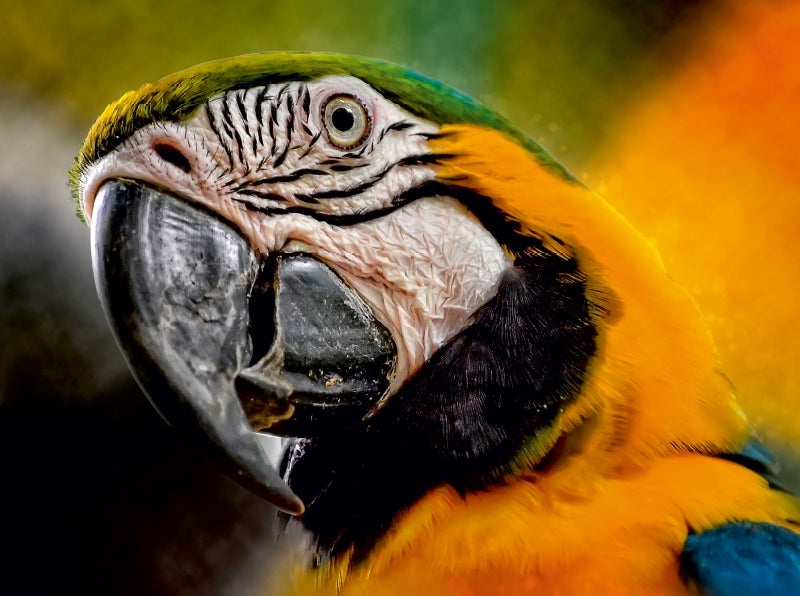 Mein bunter Papagei - CALVENDO Foto-Puzzle - calvendoverlag 29.99