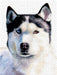 Husky Blue - CALVENDO Foto-Puzzle - calvendoverlag 39.99