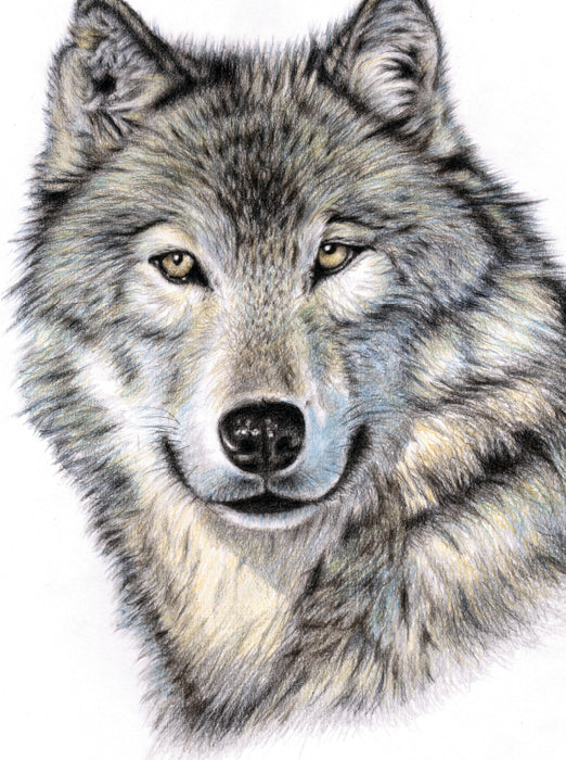 Der Sibirische Wolf - CALVENDO Foto-Puzzle - calvendoverlag 39.99