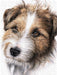 Jack Russell Terrier - CALVENDO Foto-Puzzle - calvendoverlag 39.99