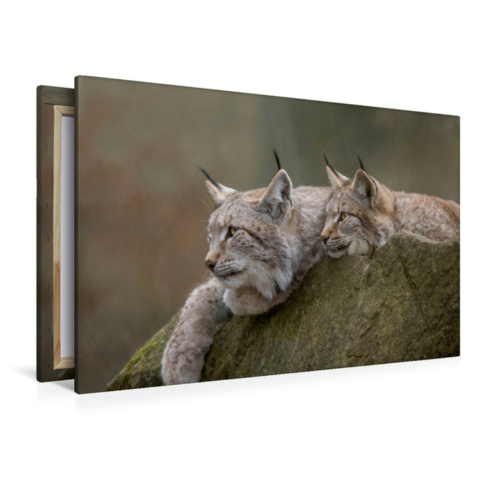 Premium Textil-Leinwand Premium Textil-Leinwand 120 cm x 80 cm quer Ein Motiv aus dem Kalender Der eurasische Luchs