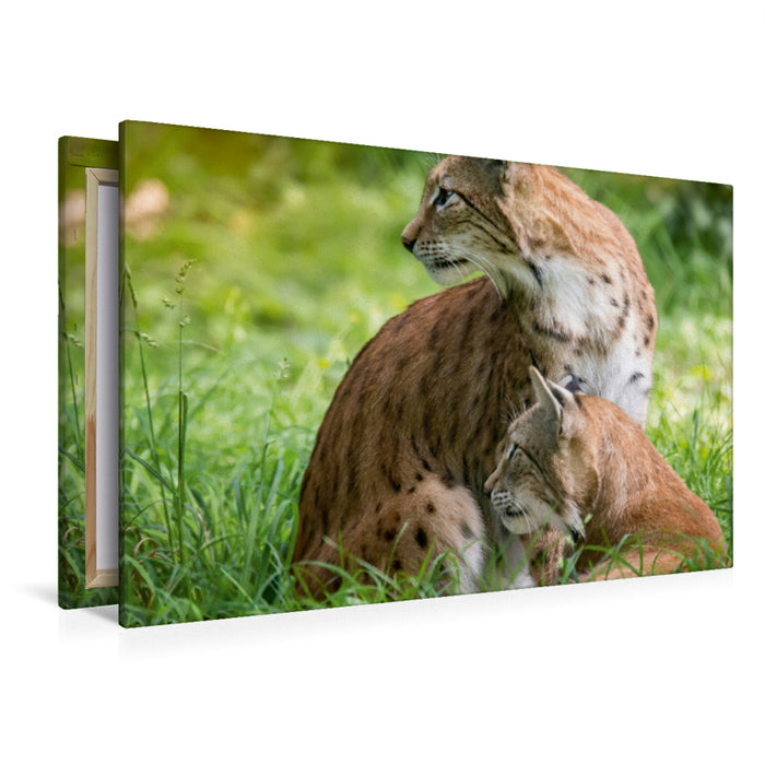 Premium Textil-Leinwand Premium Textil-Leinwand 120 cm x 80 cm quer Ein Motiv aus dem Kalender Der eurasische Luchs