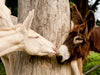 Poitou Esel und weißer Esel - CALVENDO Foto-Puzzle - calvendoverlag 29.99