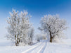 Winterlicher Weg bei greifswald - CALVENDO Foto-Puzzle - calvendoverlag 39.99