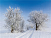 Winterlicher Weg bei greifswald - CALVENDO Foto-Puzzle - calvendoverlag 39.99