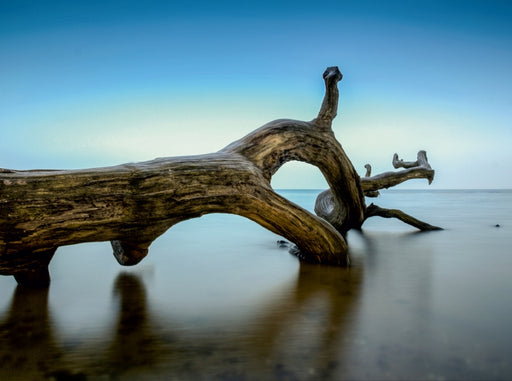 Alter Baum am Strand bei Loissin - CALVENDO Foto-Puzzle - calvendoverlag 39.99