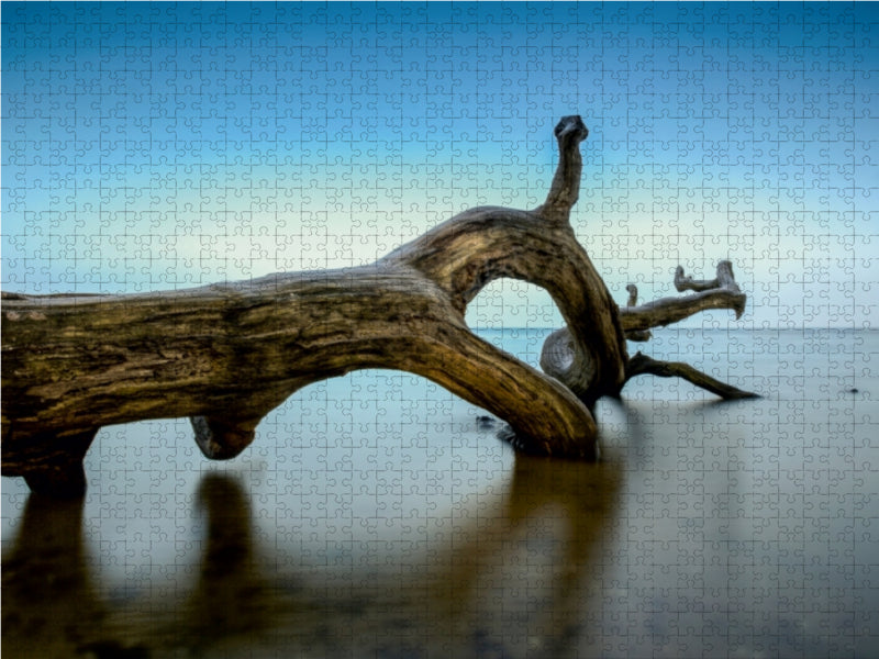 Alter Baum am Strand bei Loissin - CALVENDO Foto-Puzzle - calvendoverlag 39.99