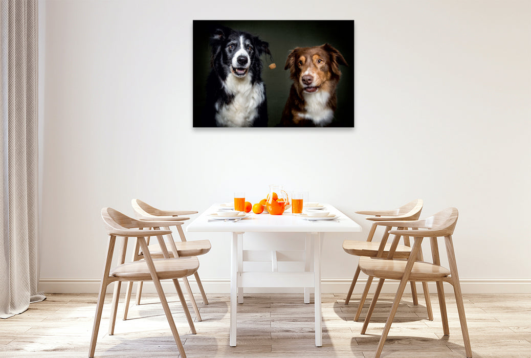 Premium Textil-Leinwand Premium Textil-Leinwand 120 cm x 80 cm quer Border Collie Schnappschuss mit Leckerchen