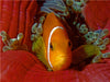 Nemo, wie auf Samt gebettet - CALVENDO Foto-Puzzle - calvendoverlag 29.99