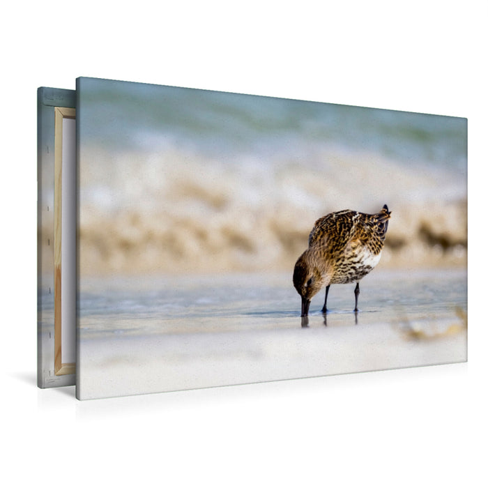 Premium Textil-Leinwand Premium Textil-Leinwand 120 cm x 80 cm quer Sanderling - Calidris alba