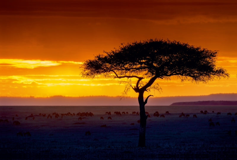 Premium Textil-Leinwand Premium Textil-Leinwand 120 cm x 80 cm quer Sonnenuntergang in der Masai Mara