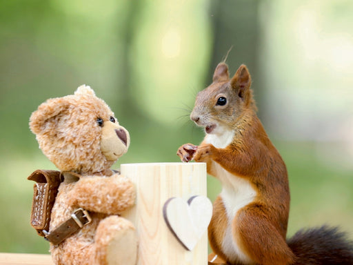 Eichhörnchen erobern unsere Herzen - CALVENDO Foto-Puzzle - calvendoverlag 29.99