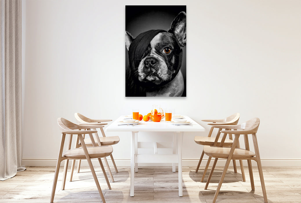 Premium Textil-Leinwand Premium Textil-Leinwand 80 cm x 120 cm  hoch Französische Bulldogge - Rosi