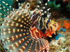 Zebra-Strahlenfeuerfisch - CALVENDO Foto-Puzzle - calvendoverlag 29.99
