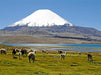 Parinacota Vulkan, Lauca Nationalpark, Norte Grande - CALVENDO Foto-Puzzle - calvendoverlag 29.99