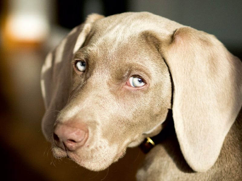 Weimaraner - CALVENDO Foto-Puzzle - calvendoverlag 29.99