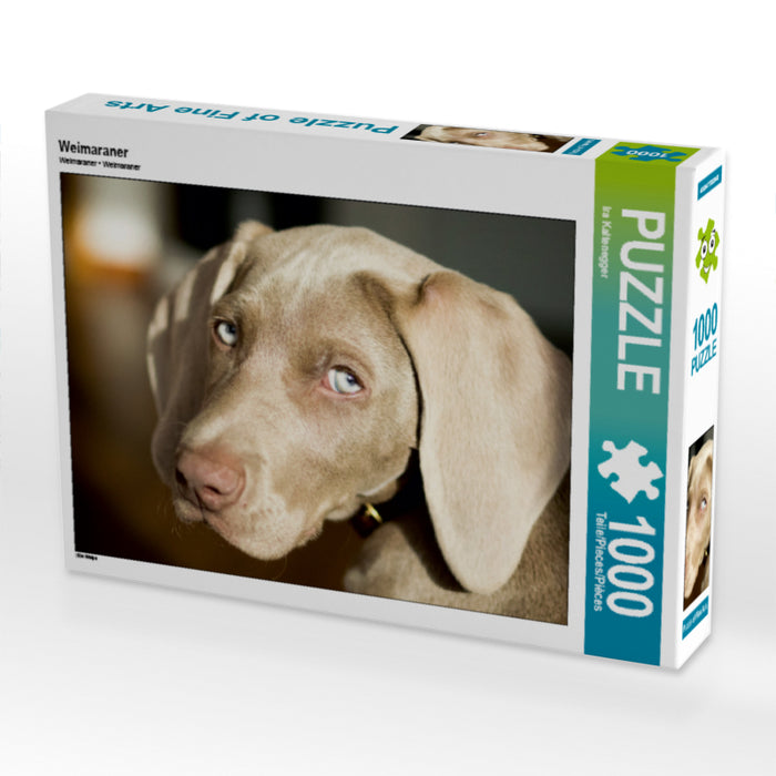 Weimaraner - CALVENDO Foto-Puzzle - calvendoverlag 29.99