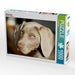 Weimaraner - CALVENDO Foto-Puzzle - calvendoverlag 29.99