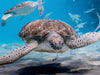 Suppenschildkröte - Karibik / Curaçao - CALVENDO Foto-Puzzle - calvendoverlag 29.99