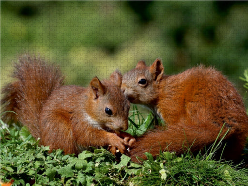 Jacky und Jack - CALVENDO Foto-Puzzle - calvendoverlag 29.99