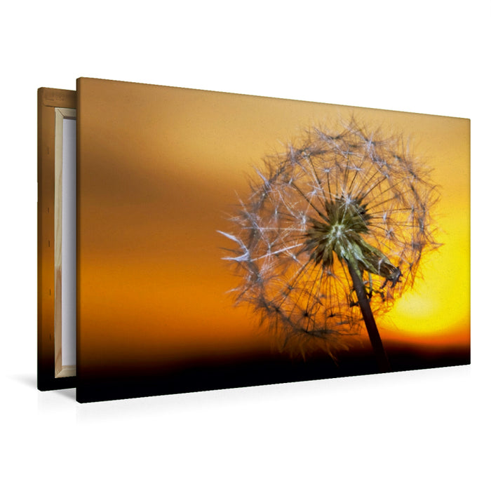 Premium Textil-Leinwand Premium Textil-Leinwand 120 cm x 80 cm quer Pusteblume im Sonnenuntergang