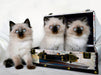 Crusaders Ragdoll Katzen - CALVENDO Foto-Puzzle - calvendoverlag 29.99