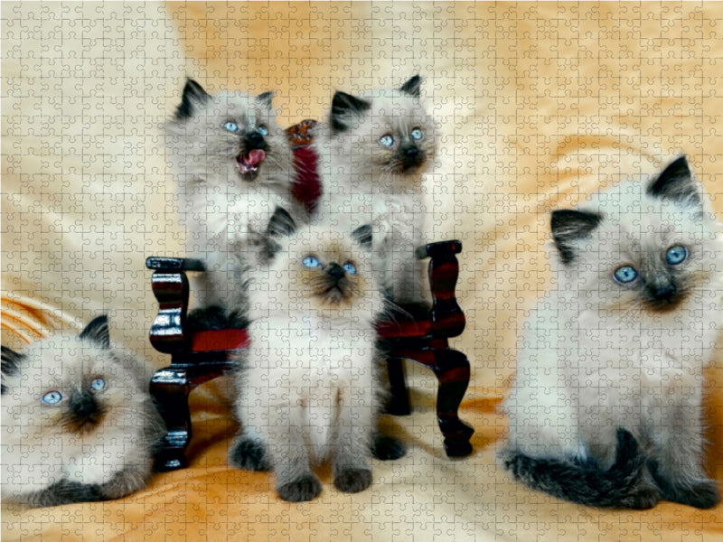 Ragdoll Kätzchen - CALVENDO Foto-Puzzle - calvendoverlag 29.99