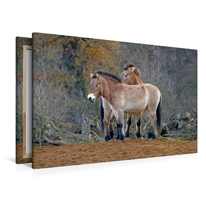 Toile textile premium Toile textile premium 120 cm x 80 cm paysage chevaux de Przewalski 