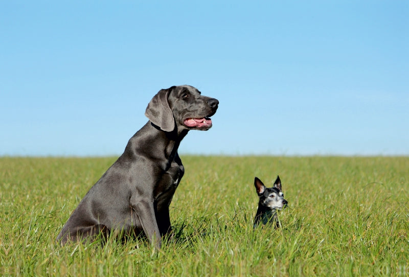 Premium Textil-Leinwand Premium Textil-Leinwand 120 cm x 80 cm quer Weimaraner und Jack Russel  Terrier auf dem Feld