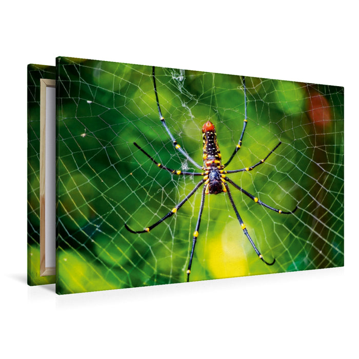Toile textile premium Toile textile premium 120 cm x 80 cm toiles d'araignées paysage - merveilles de la nature 