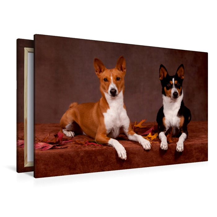 Premium Textil-Leinwand Premium Textil-Leinwand 120 cm x 80 cm quer Ein Motiv aus dem Kalender Faszinierende Basenjis