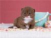 Katzenkinder - Britisch Kurzhaar - CALVENDO Foto-Puzzle - calvendoverlag 29.99