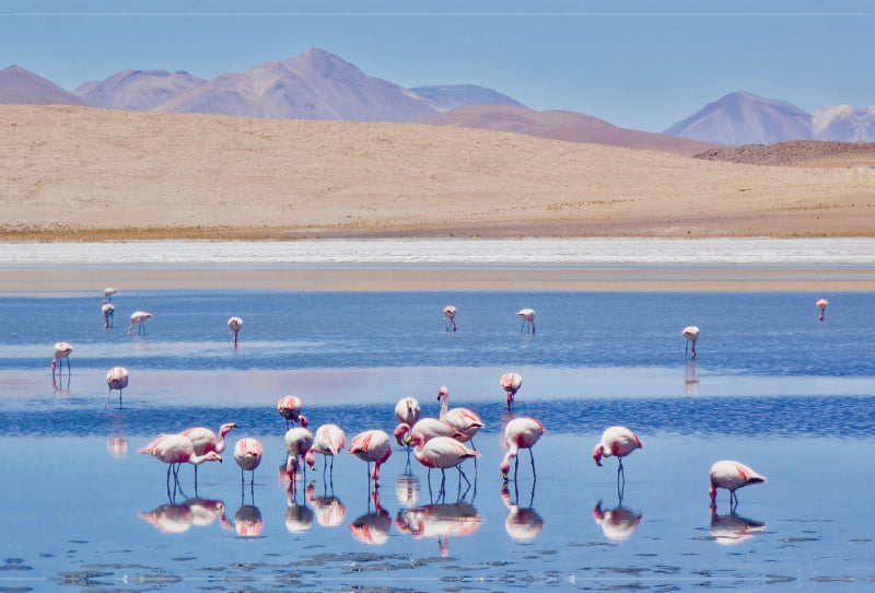 Premium Textil-Leinwand Premium Textil-Leinwand 120 cm x 80 cm quer Flamingos auf über 4000 Meter Höhe, Bolivien