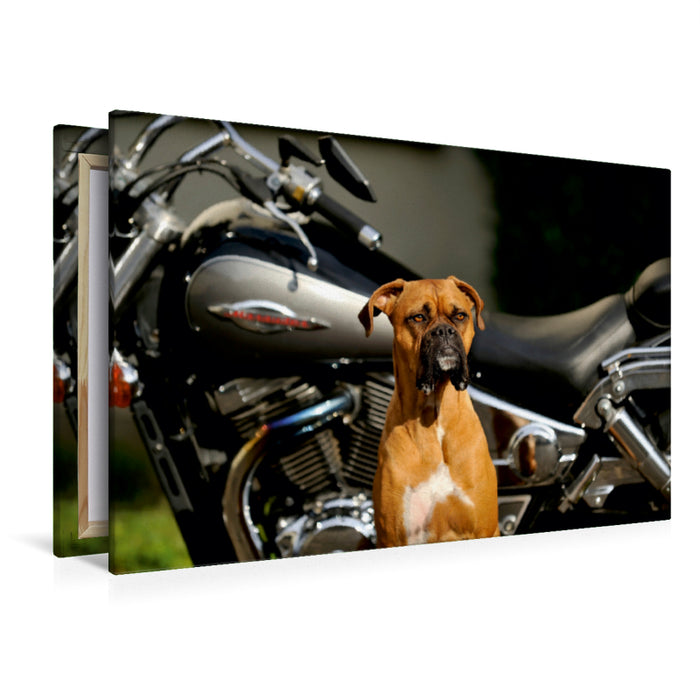 Premium Textil-Leinwand Premium Textil-Leinwand 120 cm x 80 cm quer Vor einem Motorrad sitzt ein Boxer