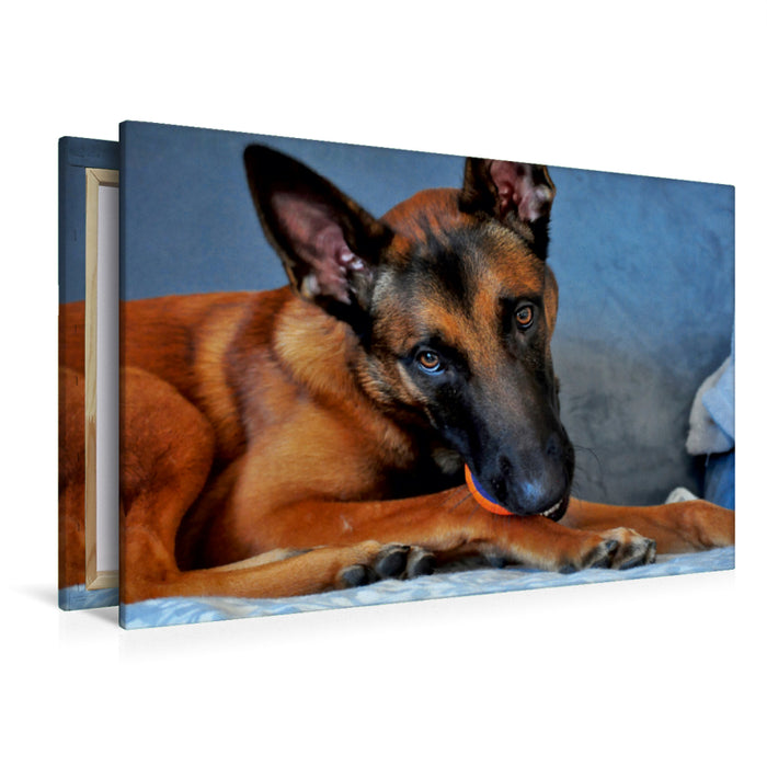 Premium Textil-Leinwand Premium Textil-Leinwand 120 cm x 80 cm quer Malinois Junghund im Spielmodus