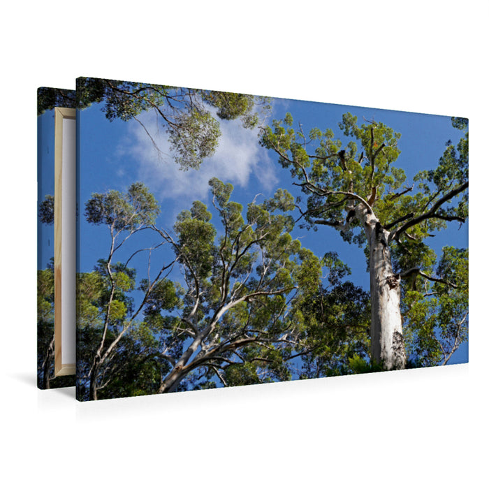 Toile textile haut de gamme Toile textile haut de gamme 120 cm x 80 cm paysage forêt d'eucalyptus au mont Frankland 