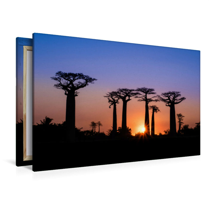 Premium textile canvas Premium textile canvas 120 cm x 80 cm landscape Baobab - Avenue 