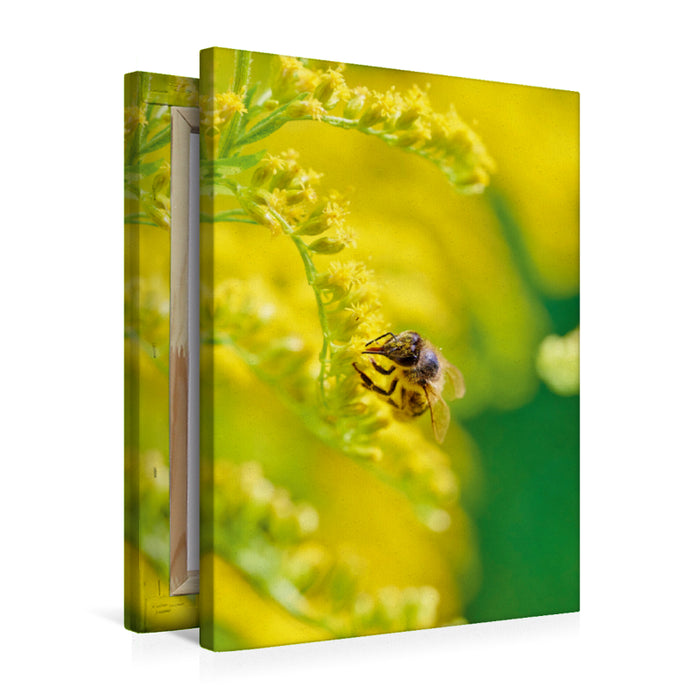 Premium Textil-Leinwand Premium Textil-Leinwand 50 cm x 75 cm hoch Ein Motiv aus dem Kalender Die Biene und die Farbe gelb