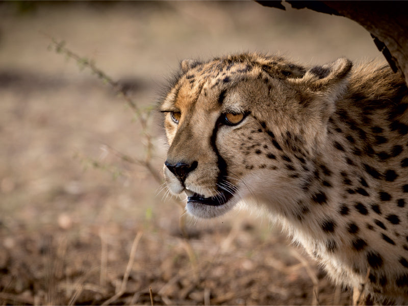 Gepard, Botswana 2017 - CALVENDO Foto-Puzzle - calvendoverlag 29.99