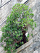 Baum im Fenster - CALVENDO Foto-Puzzle - calvendoverlag 29.99