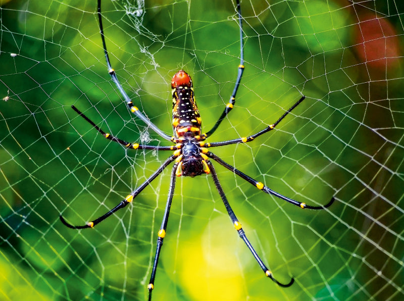 Spinnennetze - Wunder der Natur - CALVENDO Foto-Puzzle - calvendoverlag 39.99