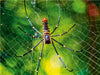 Spinnennetze - Wunder der Natur - CALVENDO Foto-Puzzle - calvendoverlag 39.99