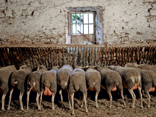 Schafe am Trog - CALVENDO Foto-Puzzle - calvendoverlag 29.99