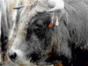 Bull Aubrac - CALVENDO Foto-Puzzle - calvendoverlag 29.99