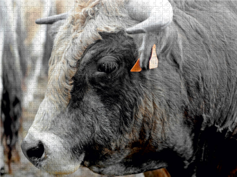 Bull Aubrac - CALVENDO Foto-Puzzle - calvendoverlag 29.99