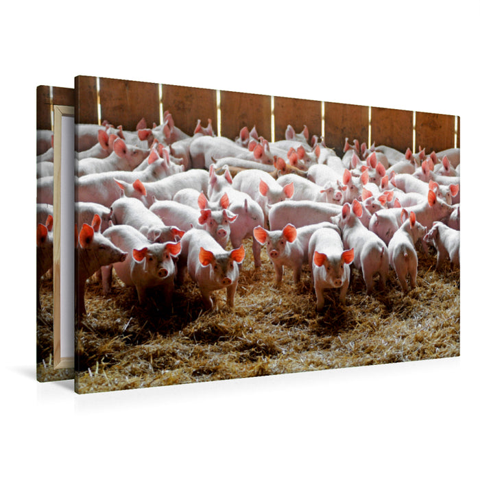 Premium Textil-Leinwand Premium Textil-Leinwand 120 cm x 80 cm quer Schweine