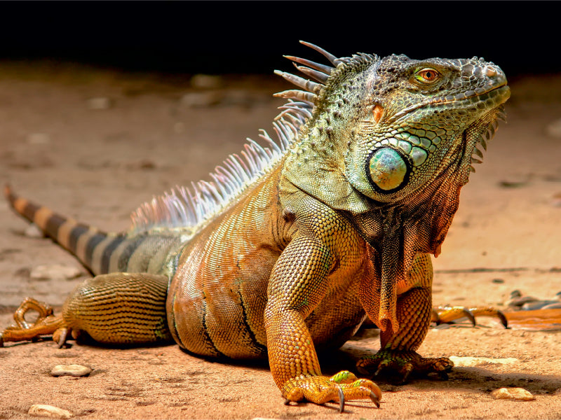 Wunderschöner Leguan - CALVENDO Foto-Puzzle - calvendoverlag 29.99