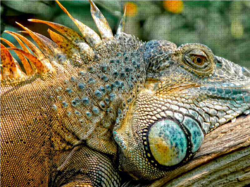 Wunderschöner Leguan - CALVENDO Foto-Puzzle - calvendoverlag 29.99