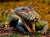 Wunderschöner Leguan - CALVENDO Foto-Puzzle - calvendoverlag 29.99