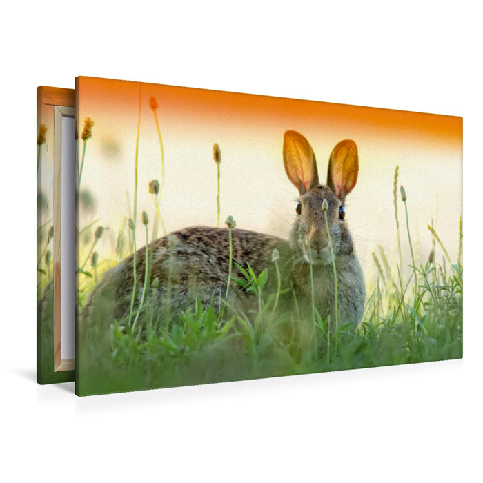 Premium Textil-Leinwand Premium Textil-Leinwand 120 cm x 80 cm quer Ein Motiv aus dem Kalender Feldhasen und Kaninchen
